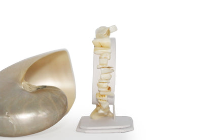 Mother of Pearl 7" Bracelet