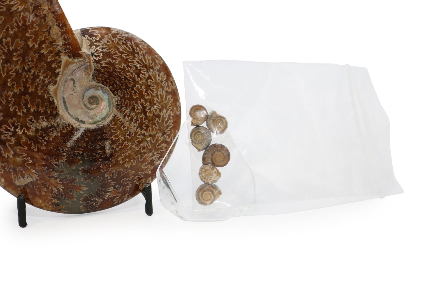 Small Ammonites