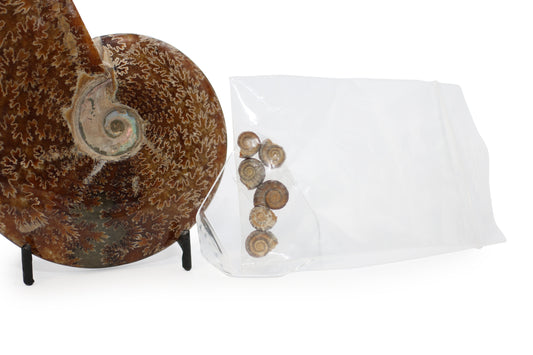 Small Ammonites