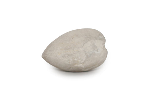 Texas Fossil Clam