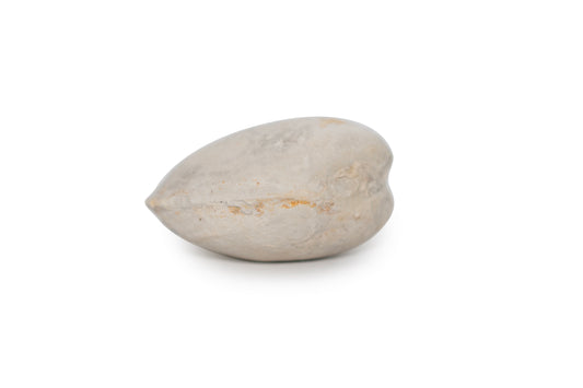 Texas Fossil Clam