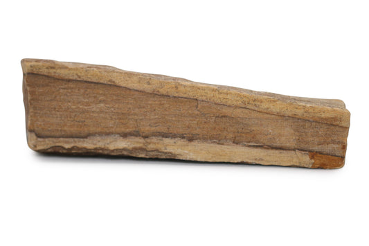 Texas Live Edge Petrified Wood