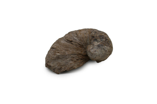 Exogyra Ponderosa Fossil