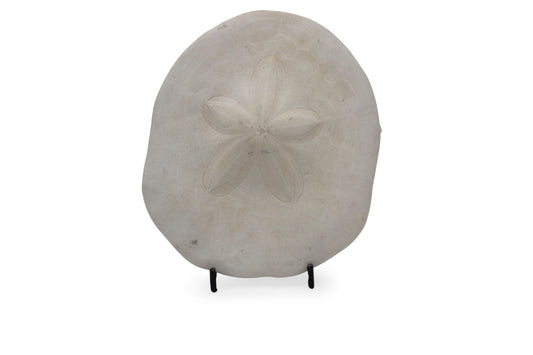 Sand Dollar Seashell