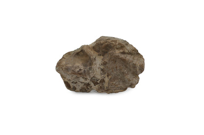 Oyster Fossil
