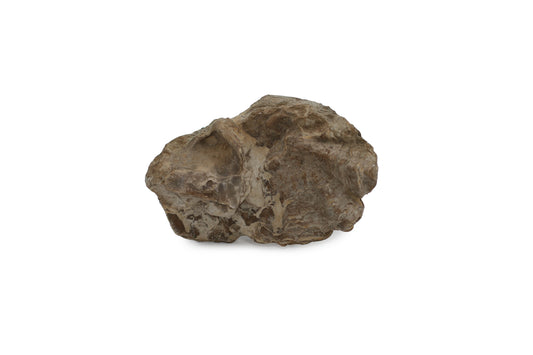 Oyster Fossil