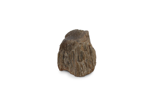 Texas Fossil Palmwood
