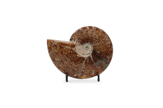 Ammonite Fossil
