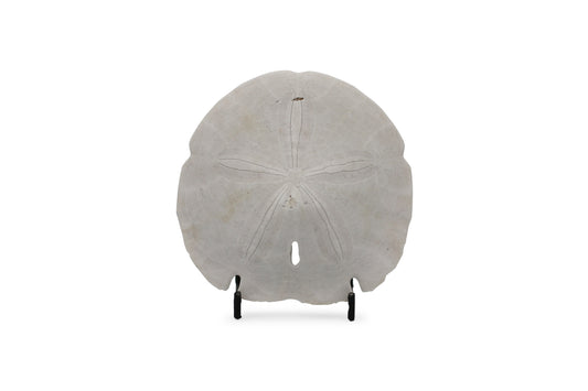 Sand Dollar Seashell
