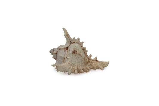 Seashell Nautical Decoration