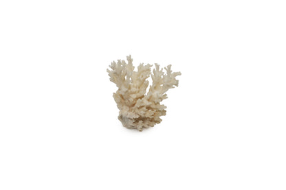 Sea Coral