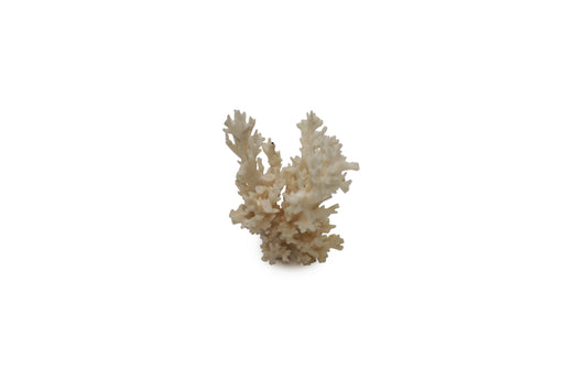 Sea Coral