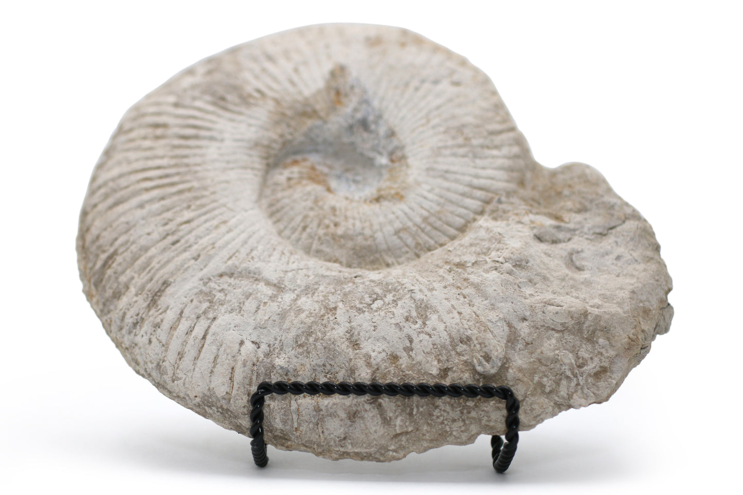 North Texas Ammonite Fossil
