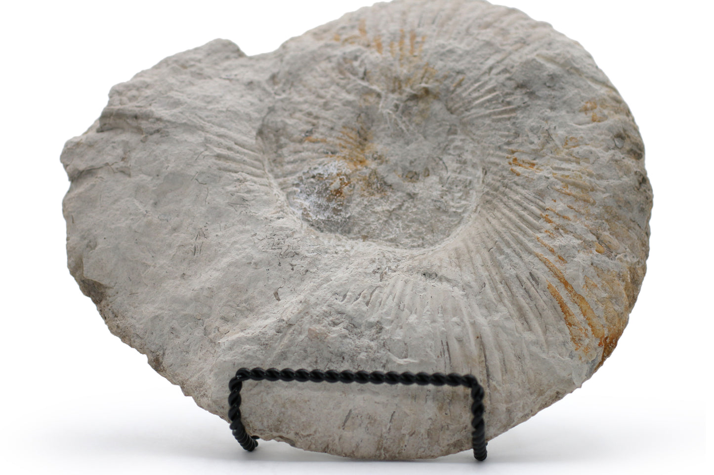 North Texas Ammonite Fossil