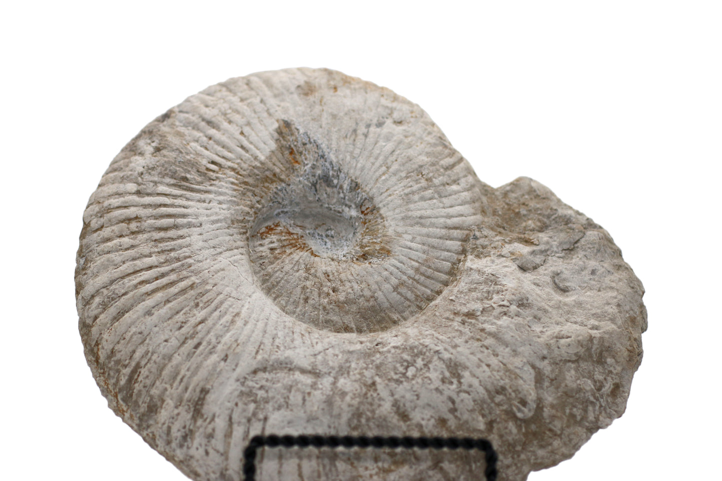 North Texas Ammonite Fossil