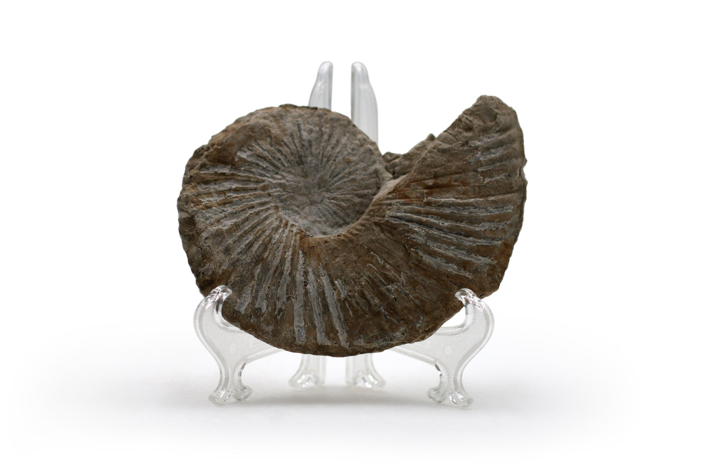 North Texas Ammonite Fossil