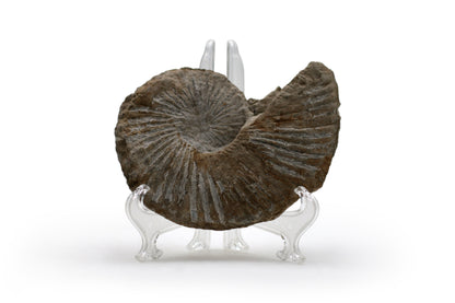 North Texas Ammonite Fossil