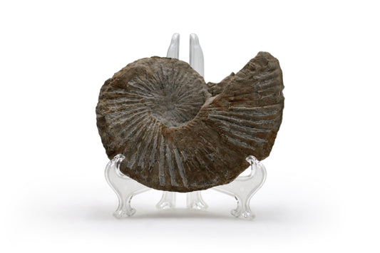 North Texas Ammonite Fossil