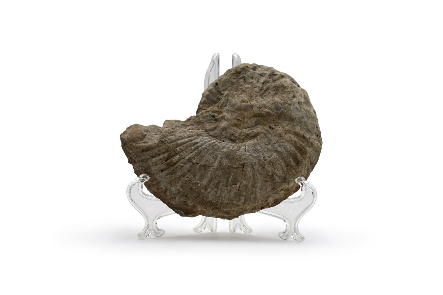 North Texas Ammonite Fossil