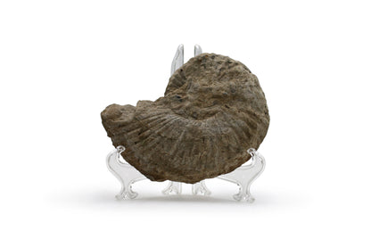 North Texas Ammonite Fossil